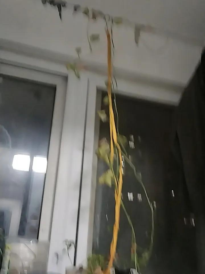 今年春天山芋和土豆在家里都发芽了土豆栽在花盆里很快就叶绿枝旺想着能接出一群豆娃