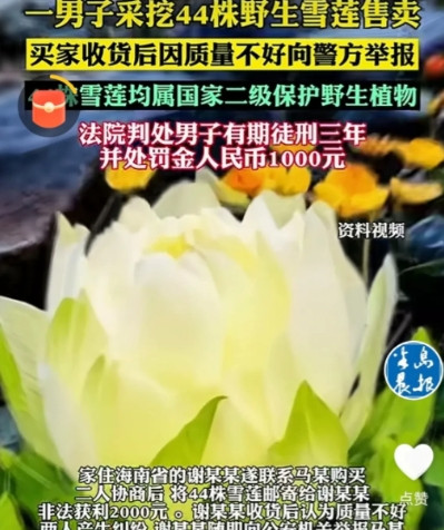 新疆一位老哥上山采蘑菇，意外发现44株野生雪莲，乐得合不拢嘴，他二话不说全薅回家