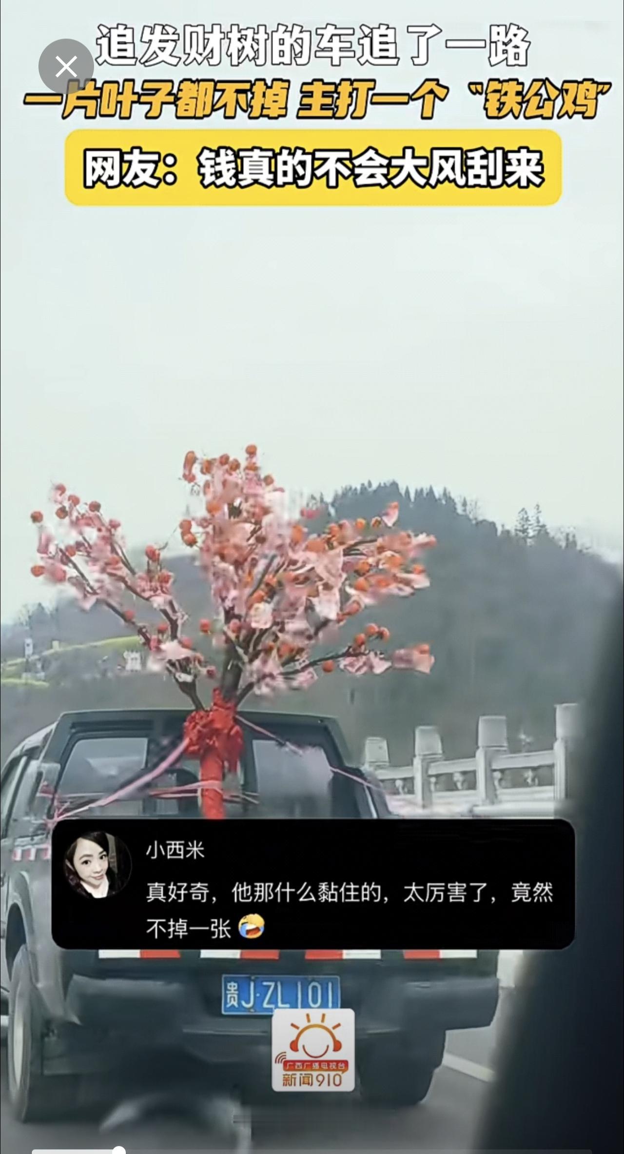 追发财树的车追了一路！一片叶子都不掉，主打一个“铁公鸡”网友：钱真的不会大风刮