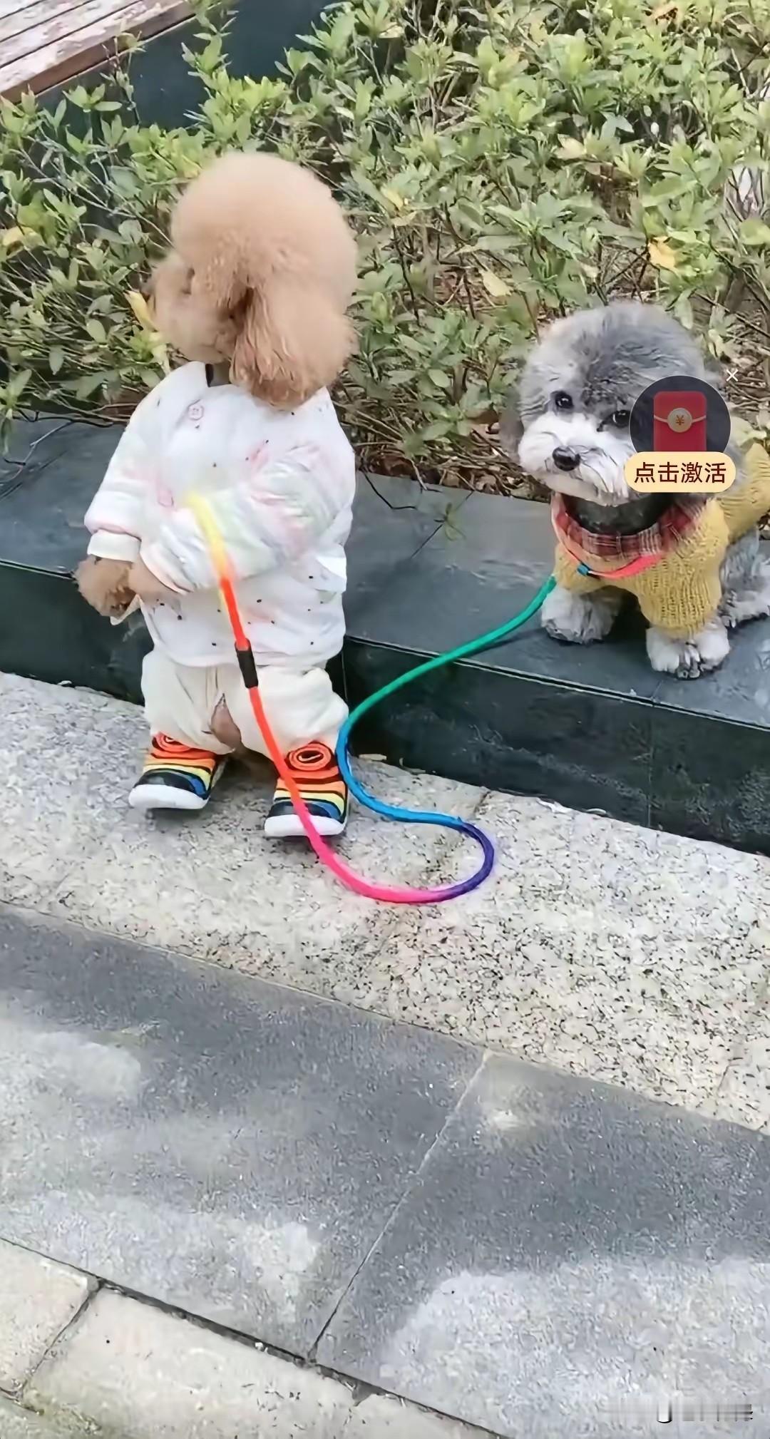 同事一直把这两只小狗当儿子养，给它们买新衣服和鞋子。这两只小狗也很懂事可爱，这天