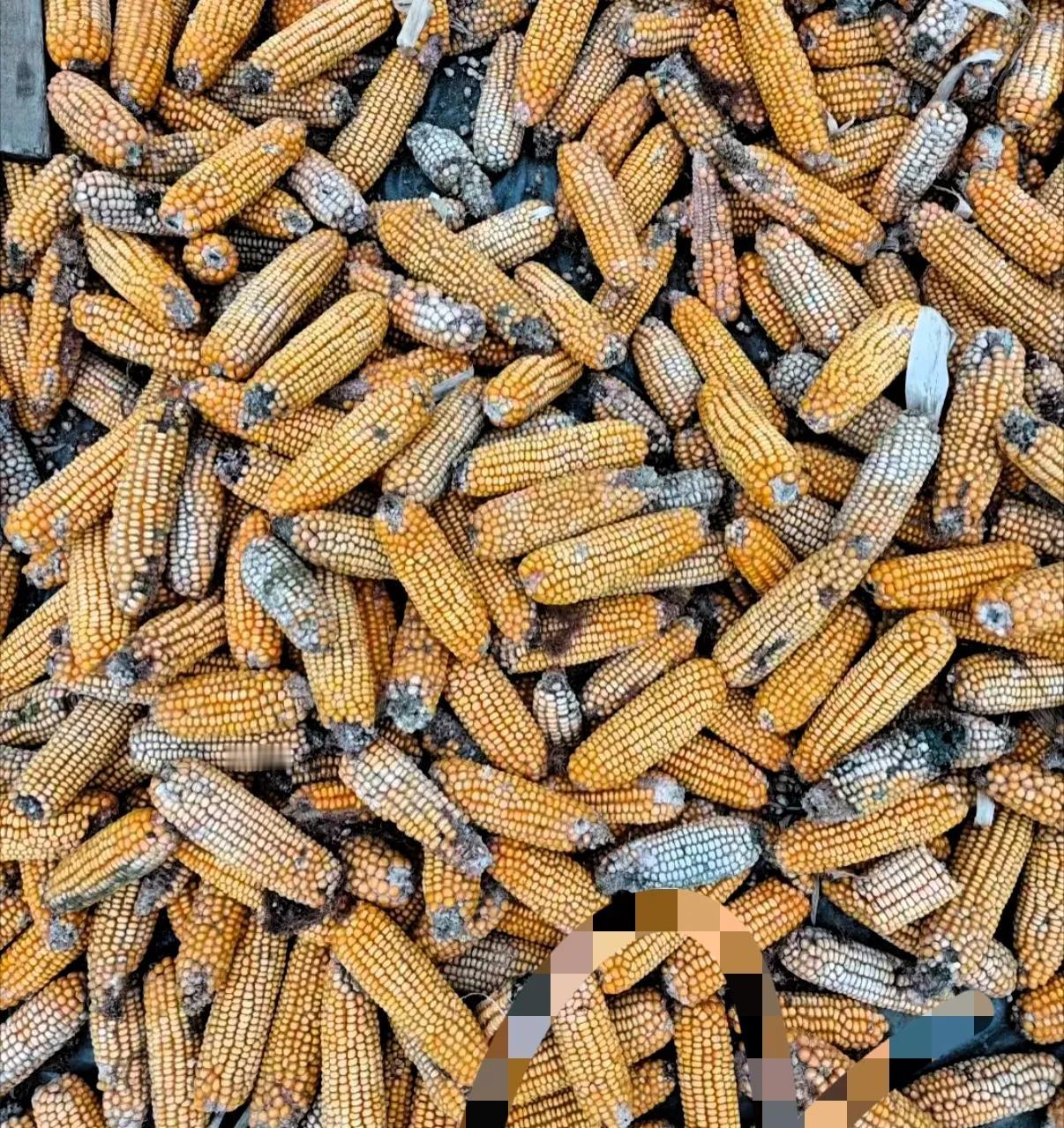 作为农民，掏心窝子劝大家：今年的花生油、玉米面，真得尽量少吃！不是咱危言耸听