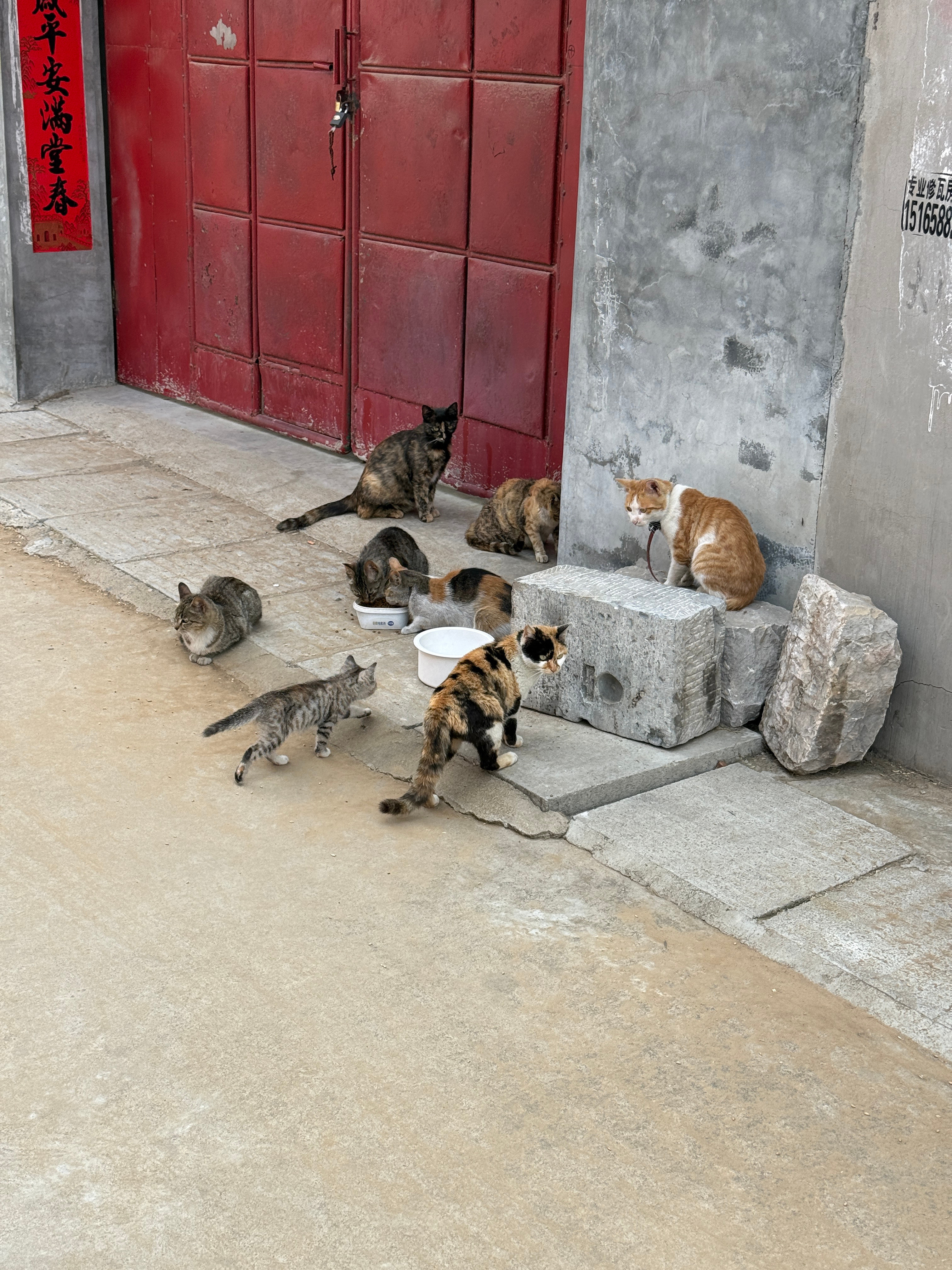 我算是领略到了，三花，玳瑁色包括母橘猫的基因真的强大，后代基本都是母的，绝不完根