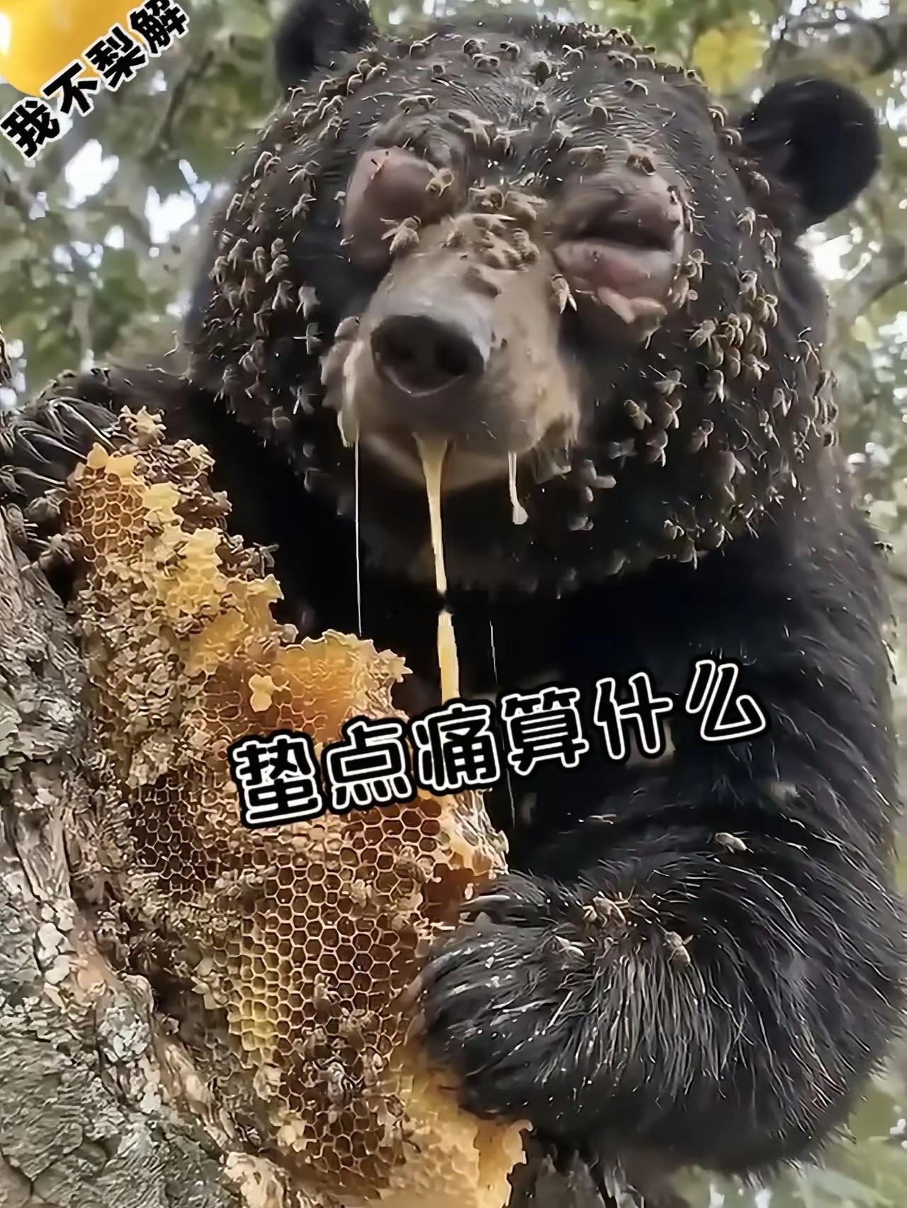 为了吃上这口蜜蜂，这个代价也太大了吧​​​