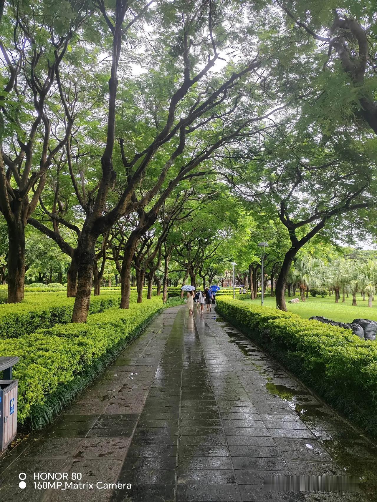 太美了，树与雨的温柔绿荫之旅治愈系自然风景这个地方散步环境真好