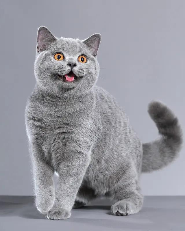 告诉你们一个更炸裂的冷知识，99%的猫，在深夜你睡着以后，都会悄悄跳