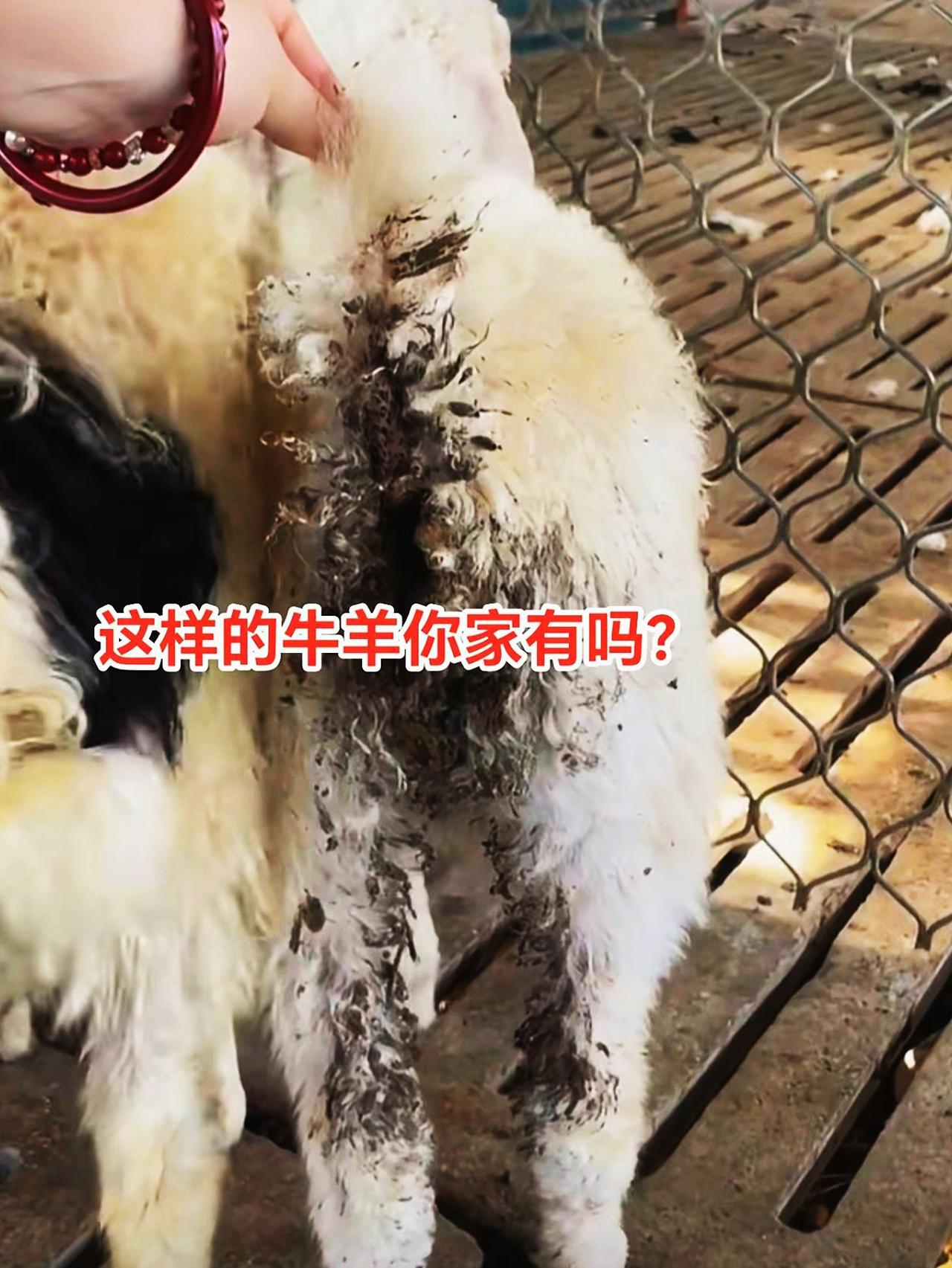 养羊人羊羔拉稀农村养羊