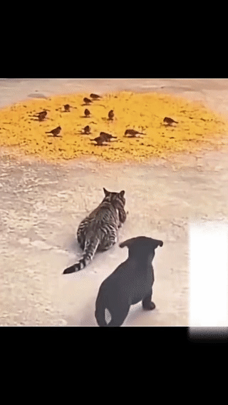 猫咪：你信不信我撕烂你的狗嘴…