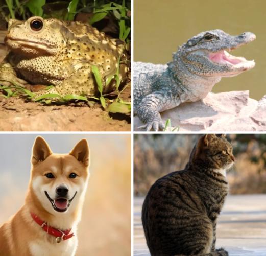 大家有没有发现，我国本土的生物，基本上都是性格温顺，人畜无害的那种，比如中华蟾蜍