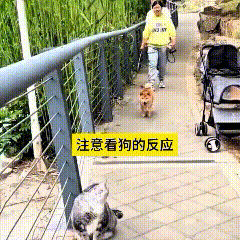 我的乖嘞，这视频给我笑嘞肚疼！这小柴犬走着走着，瞅见前面的猫，吓得“噌”一下往后