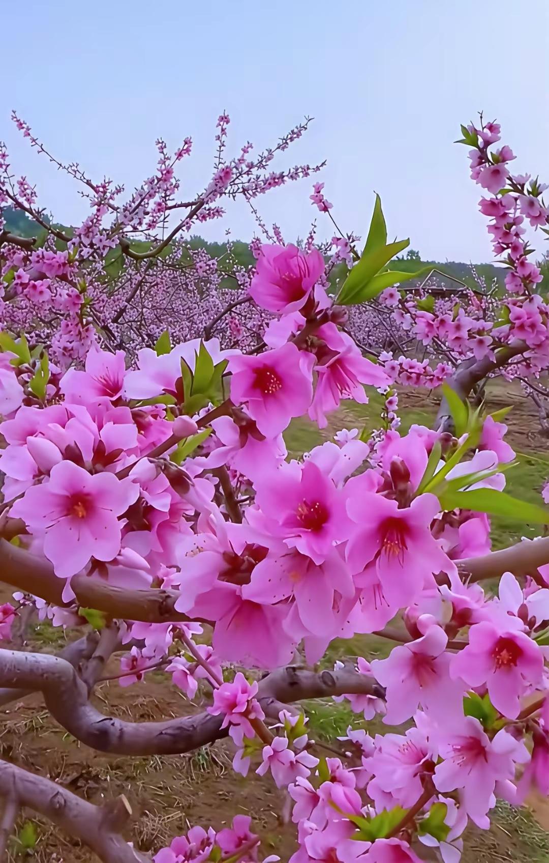 花开一季，人活一世人人都夸桃花艳，赞玉兰香。它们从不在意花期多长，不纠结