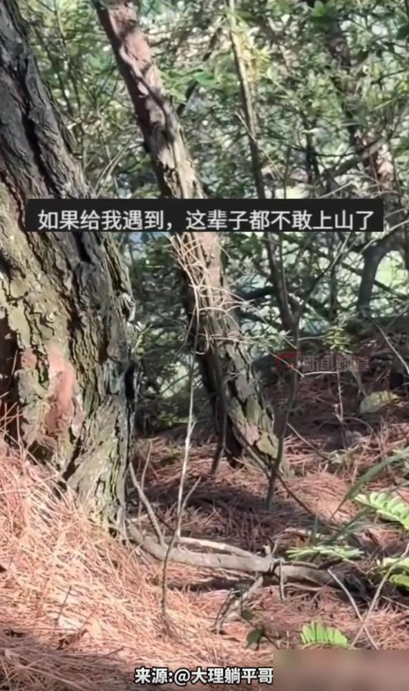 “太吓人了！"云南，一男子上山采菌，突然看见草丛异动，定睛一看，竟是条粗如小树的