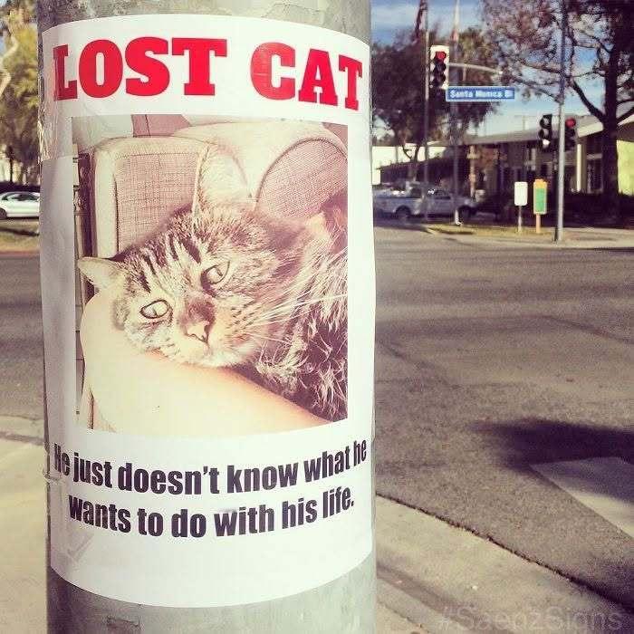 迷失的猫它只是不知道自己的喵生该何去何从​​​
