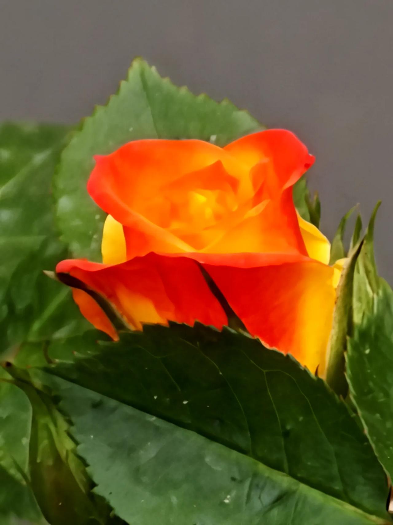 众花褪去，蔷薇当季。春天的花海已经随着季节的变换悄然凋零，枝繁叶茂了。繁花谢去该