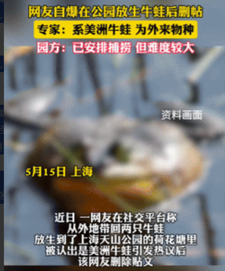 又蠢又坏！上海，一女子从苏州带来两只牛蛙，觉得它们很可怜，就放生到了公园里的荷花