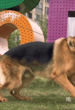 德牧真帅，这个是有血统的！[大笑][赞][玫瑰]