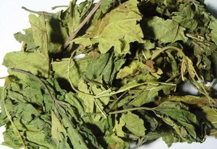 肺结节的天然“克星”——桑叶，教你五个搭配，泡水喝老话常说“霜打的桑叶赛人