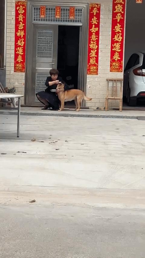狗子：都是麻麻的爱！