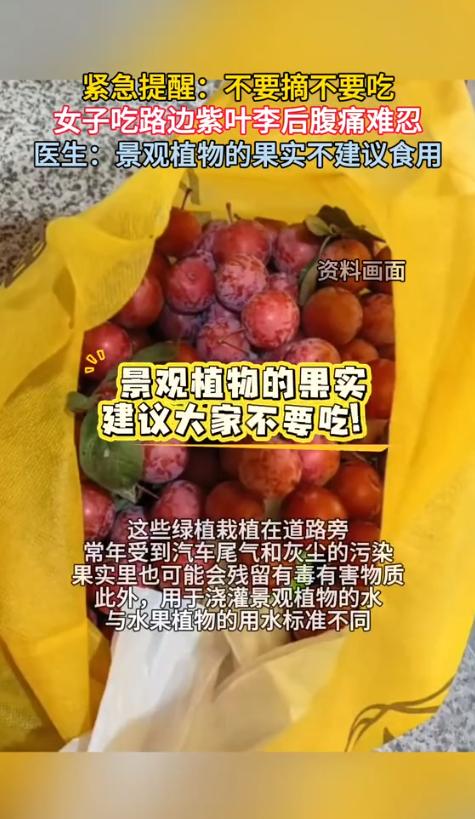 “到底有多馋？”6月6日报道，浙江宁波，一女子看到路边的紫叶李熟了，十分的诱人。