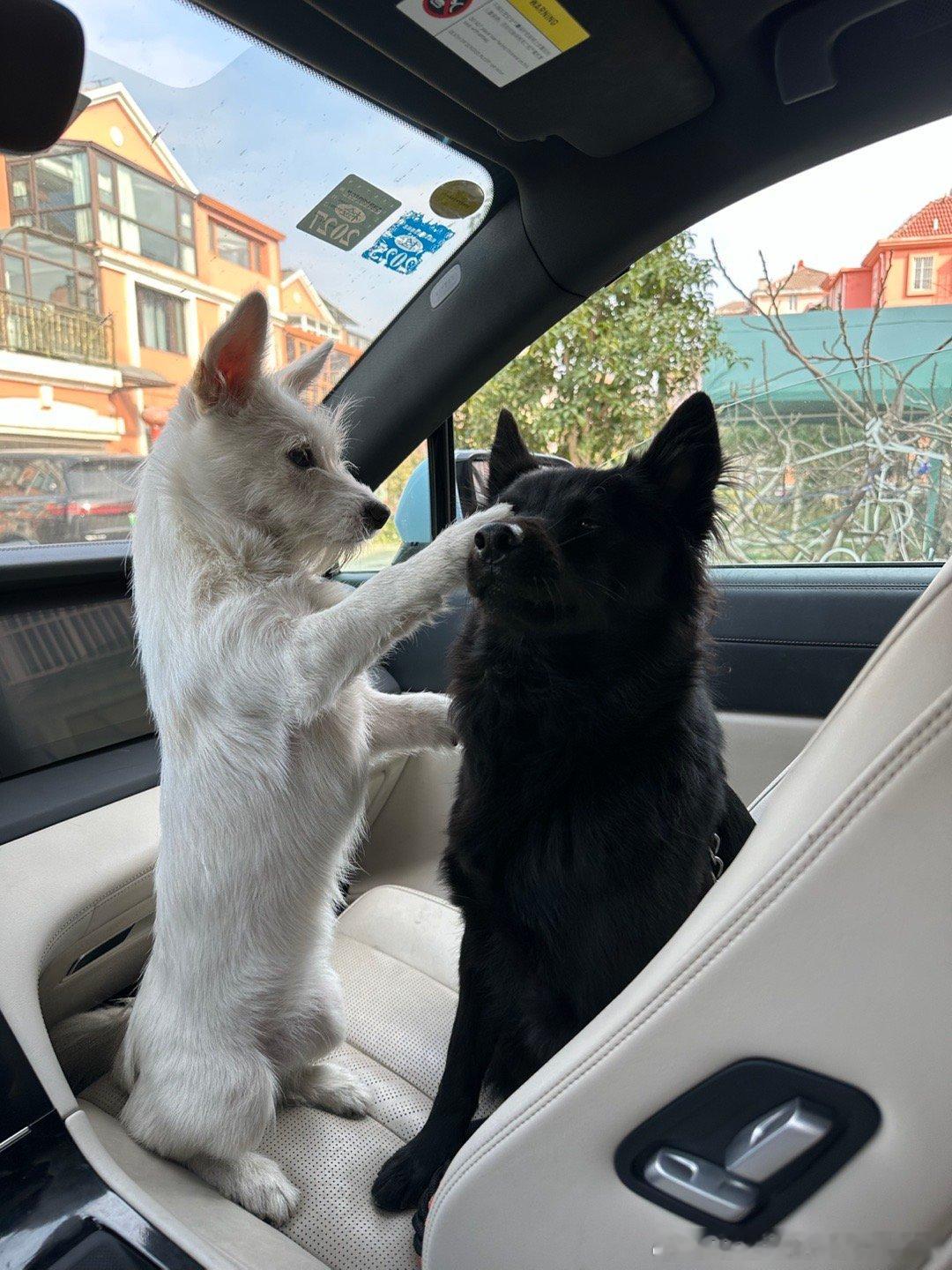 兄妹俩。小满欺负小鹿的日常。我和某人的日常