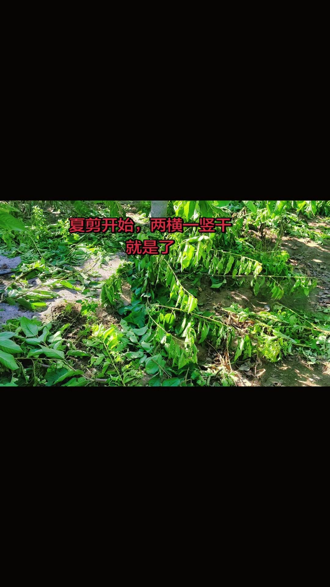 🍒大樱桃夏季修剪要抓住控旺透光、促花芽这两个核心，既能平衡营养，还能保障当年成