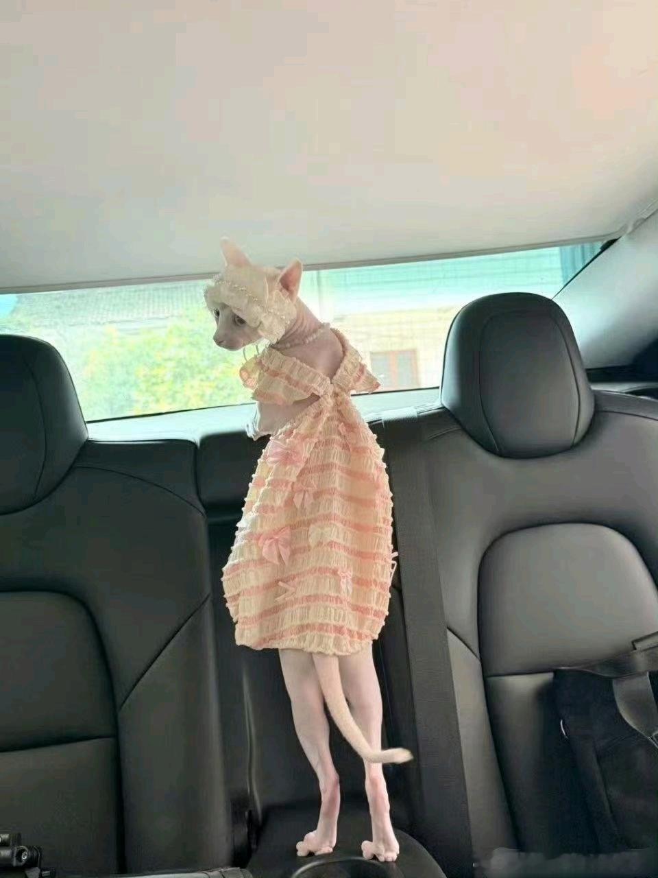 第一次看到朋友家的猫，我惊呆了在一只猫的身上看到了肤白貌美大长腿