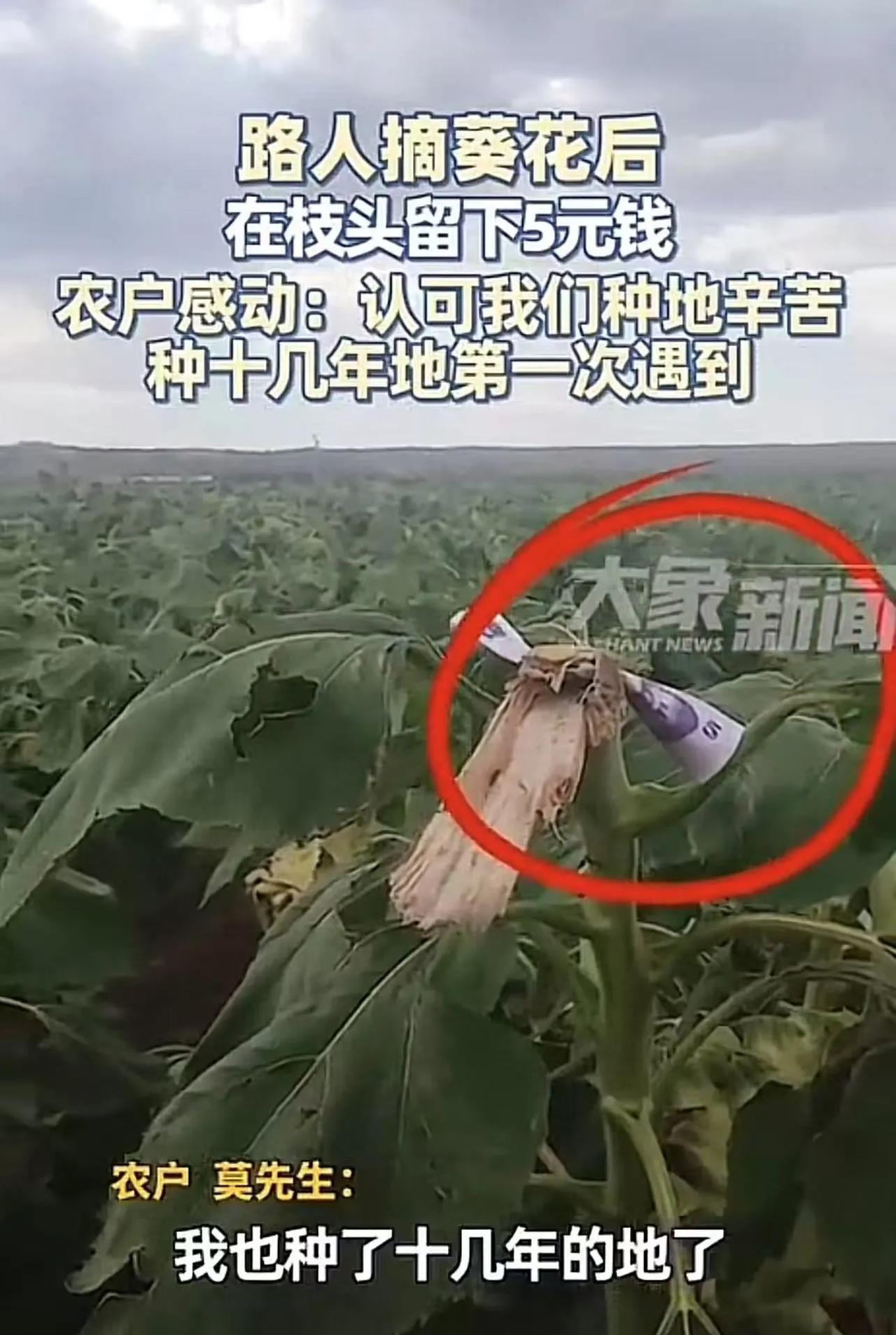 新疆，农户去田里发现种的葵花被人摘走了，顿时气愤的不行，可是看到枝头上的一样东西