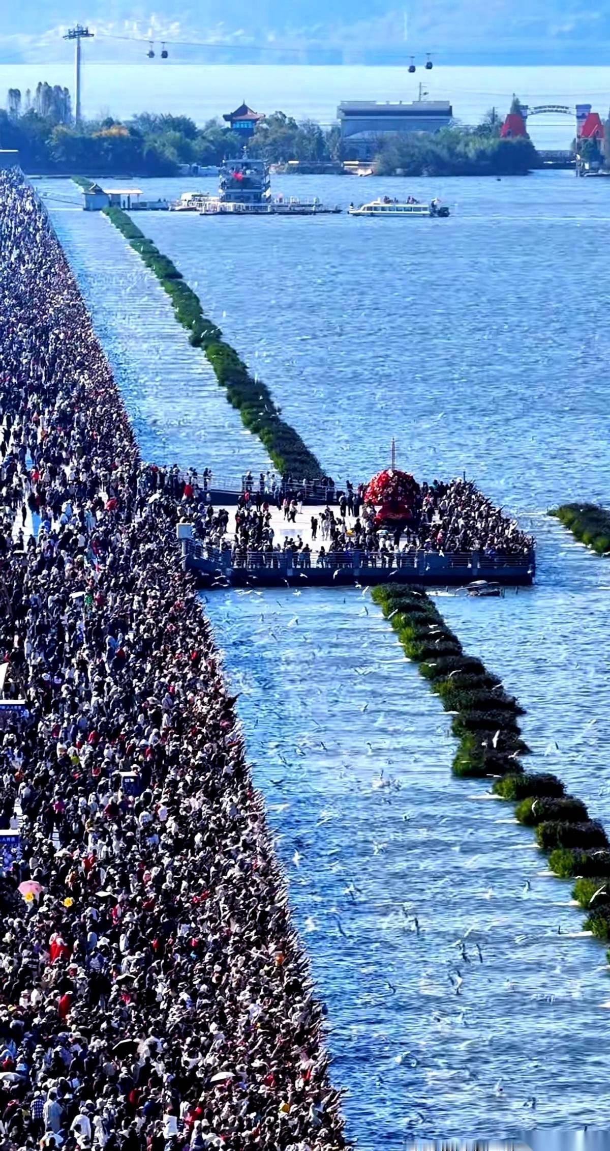 我算是看明白了，在昆明海埂大坝，人不是去看海鸥的，是海鸥组团来看人的。好家伙，