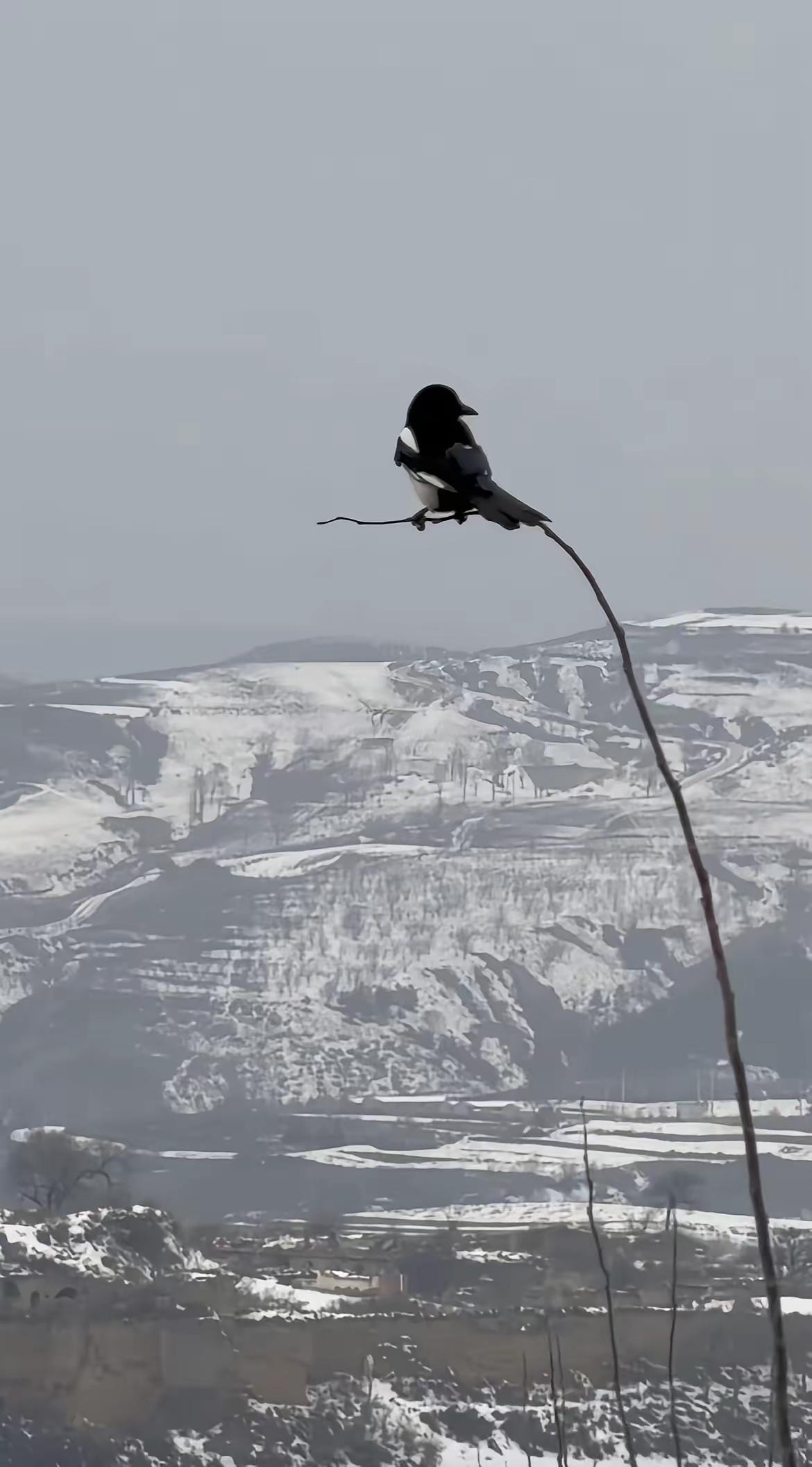 高市早苗，特朗普不见、中国不理，转头派特使去俄罗斯。高市早苗现在是真的难。