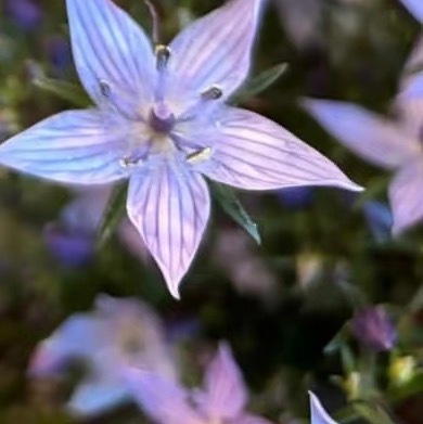 0000紫千振种植一、土壤与催芽：在盆底铺1层陶粒或碎瓦片作为排水层，再加入疏松
