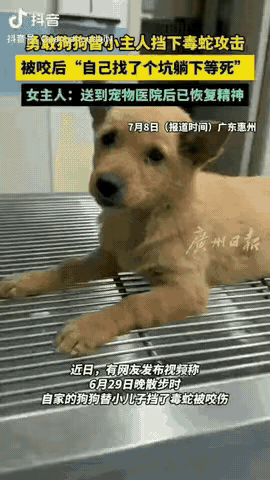 “万物皆有灵性！”2024年6月29日，一条毒蛇爬在了小孩的腿上，家里的小狗看见