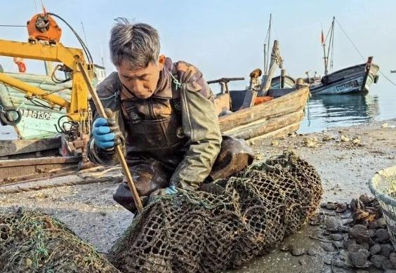 青岛鳌山湾码头凌晨三点抢鲜大战！7元一斤肥到爆汁的头茬扇贝，上岸10分钟被疯抢一