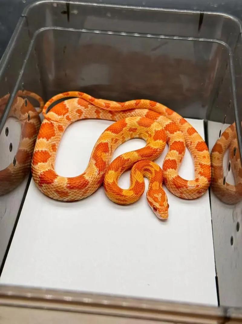 携带外来物种进入中国，重判！近日，深圳莲塘海关人员在对入境旅客进行监管时发现一