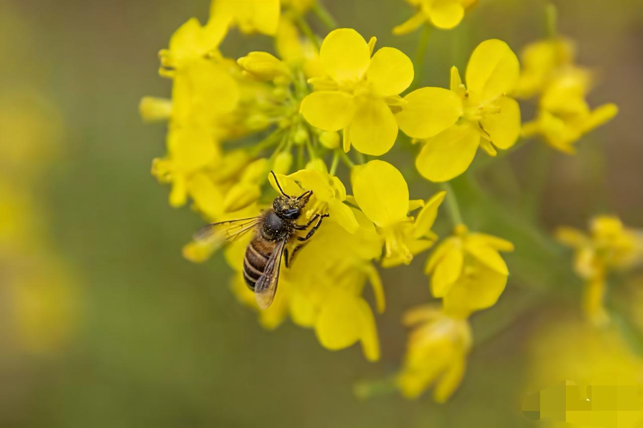 油菜花田悲剧终于有人管，公安部这波重拳出击太解气！金黄花海本该是蜂农的希望之