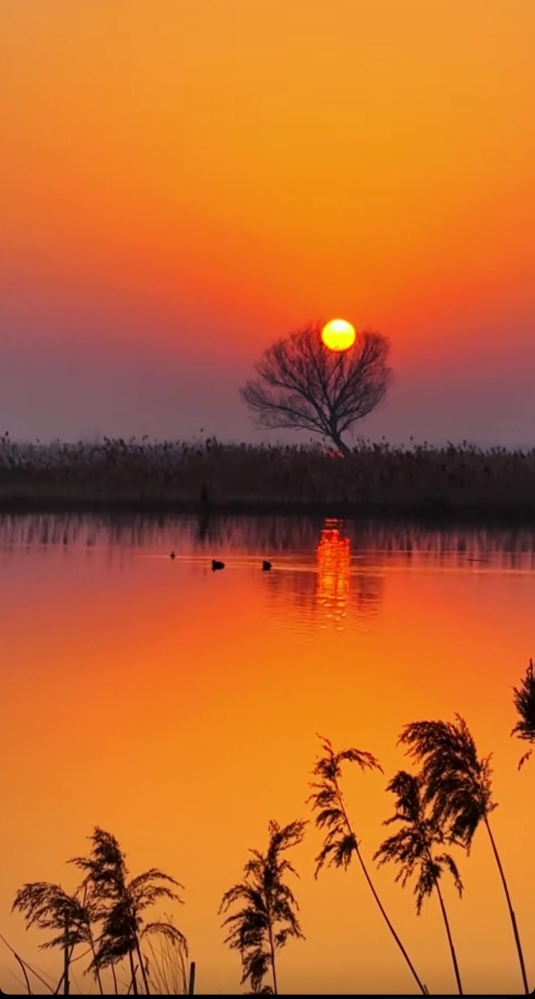 夕阳西下，湖面如镜，树影婆娑，静谧如画。