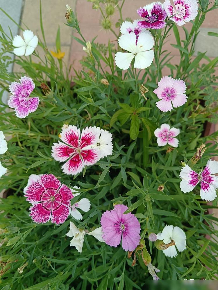 女人过了五十岁，身体保养的好不好，主要是看她的头发，头发乌黑有光泽，就已经超过9