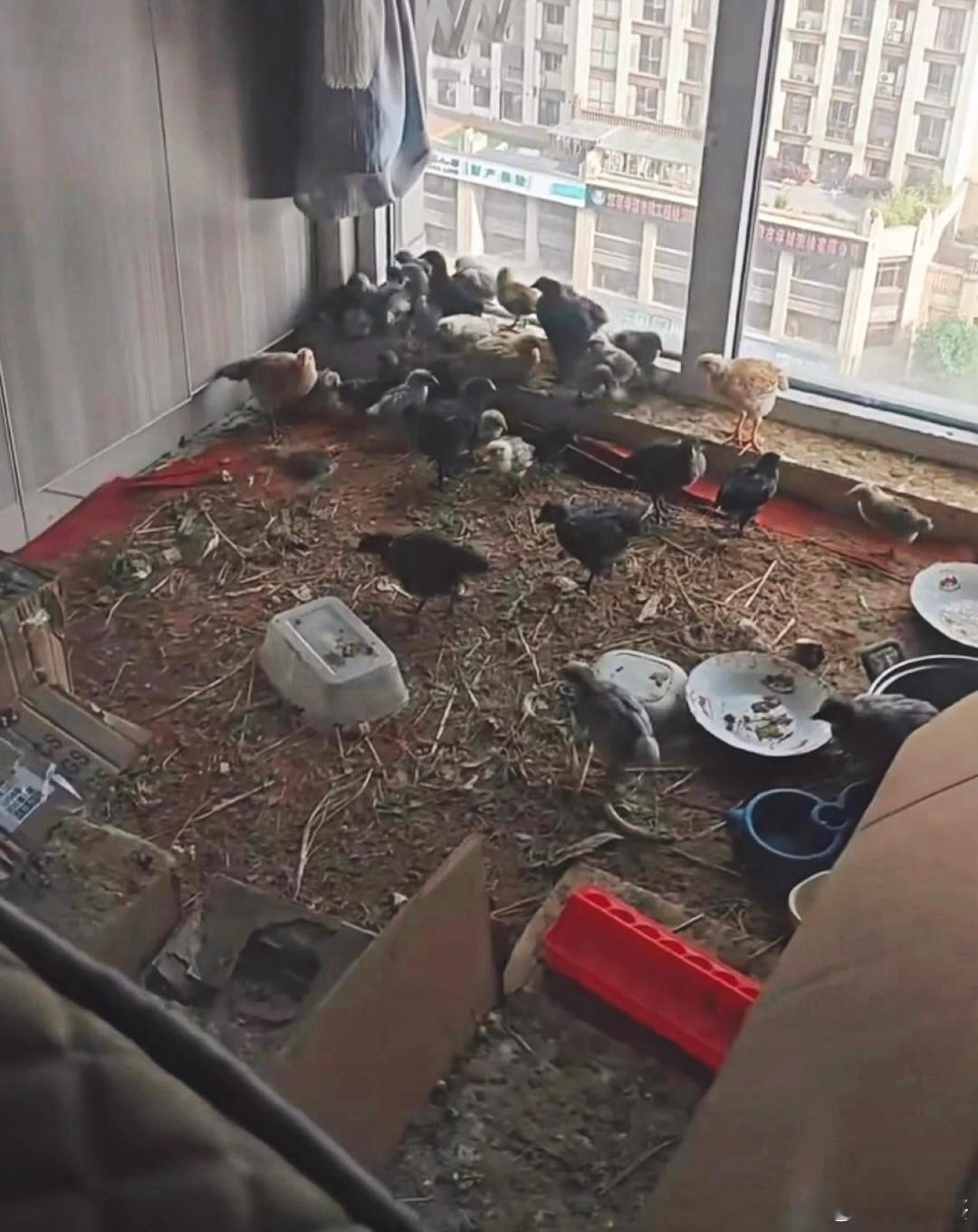 你能接受邻居在房间里养鸡吗？