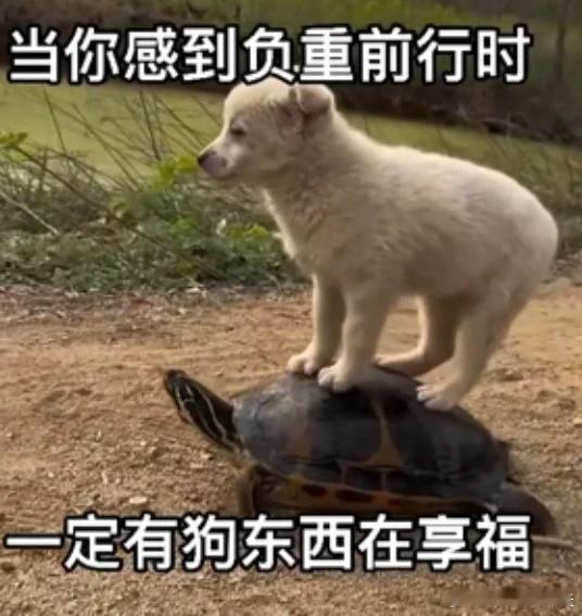 【购置税减免退坡将至，影响几何？】年关将至，新能源车购置税全面开征，后续可能会如