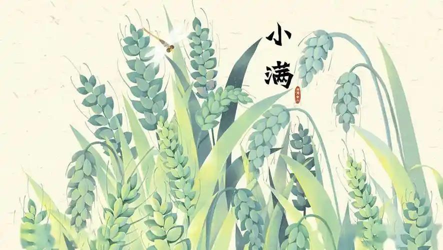 白天小满，热死老牛；晚上小满，雨多不愁”，2026年小满节气健康怎么调？“夜来