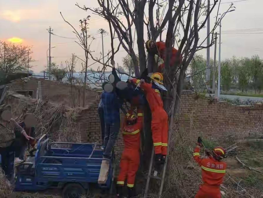 太危险了！北京男子晚上爬树摘香椿竟然掉了下来，倒挂7个多小时后获救！4月24