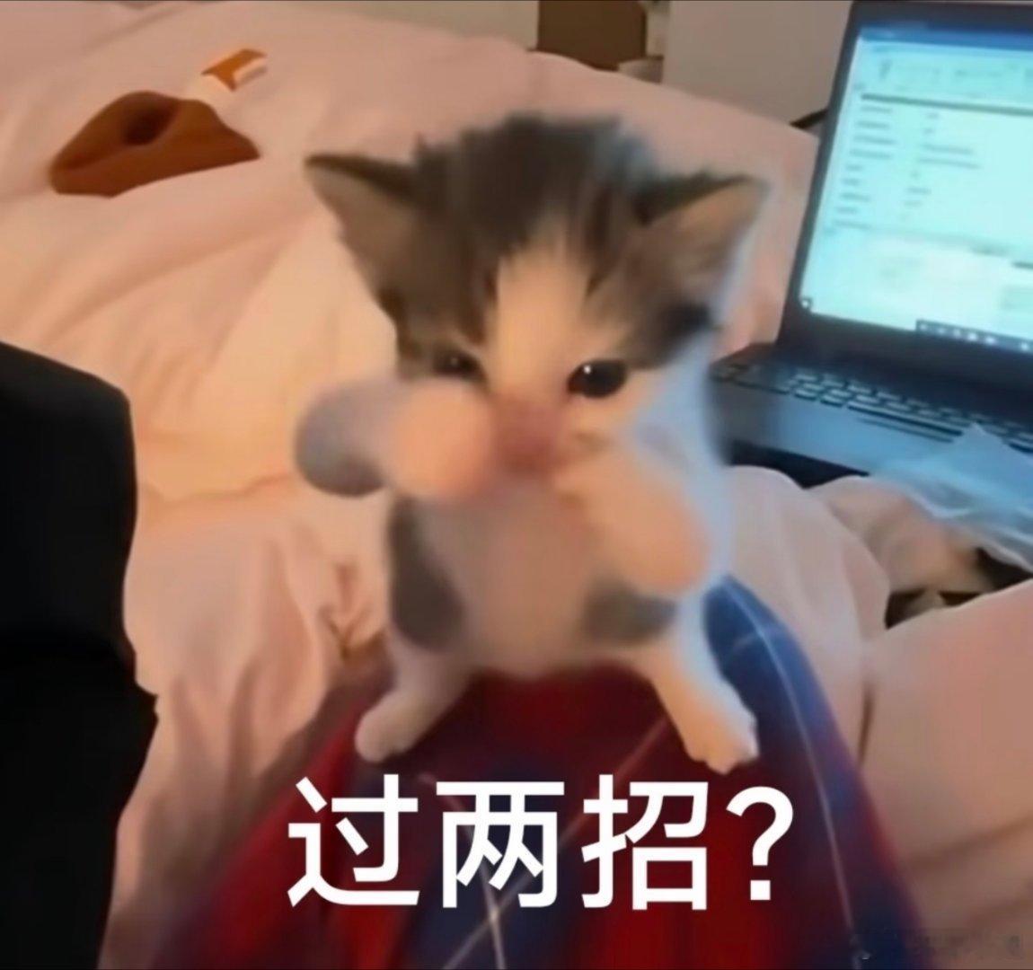 猫咪表情包。​​​