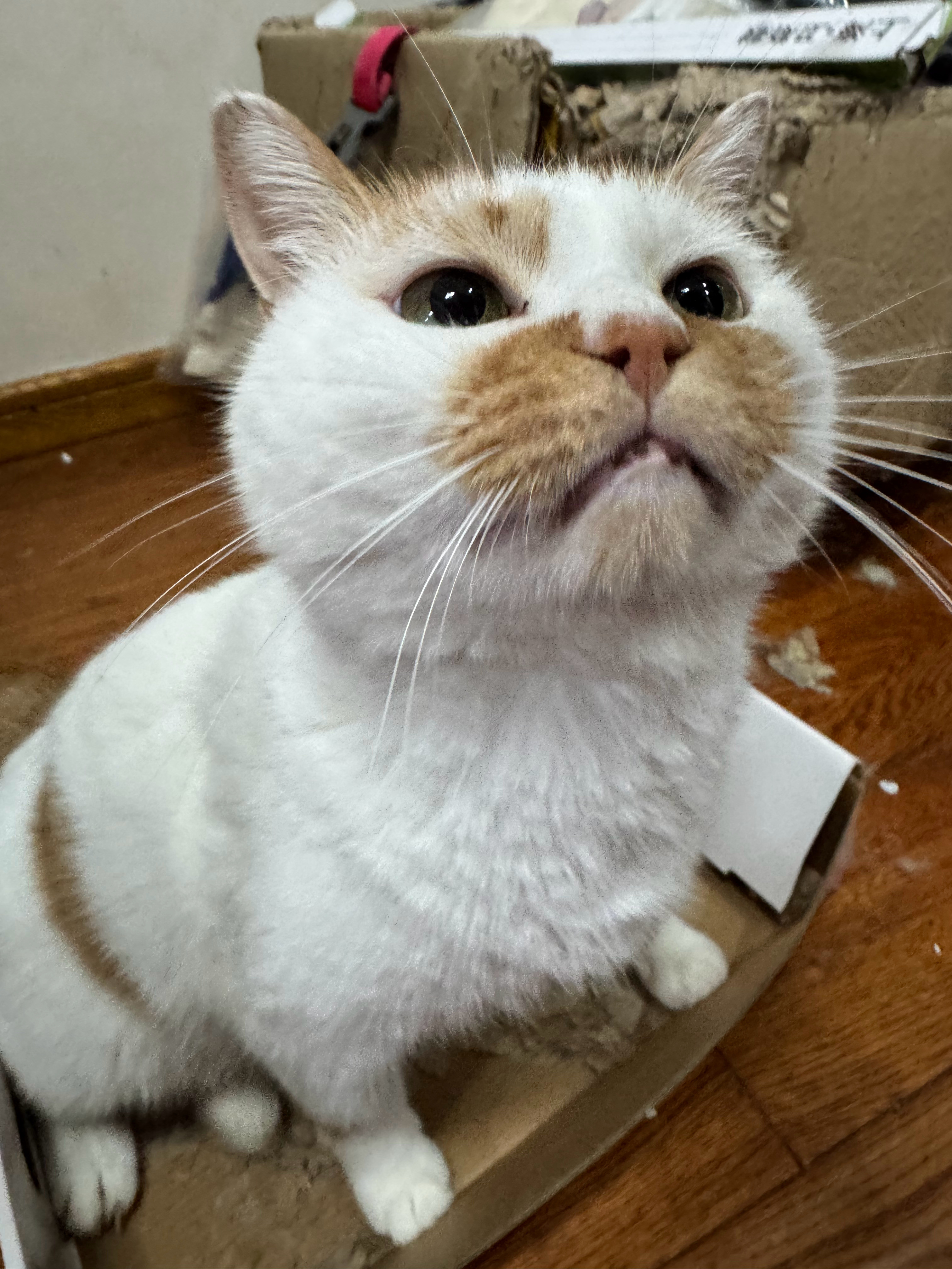 杂物间有个之前买桃子剩的包装盒猪猪天天在里面睡大觉睡醒了还能当猫抓板抓几下简直是