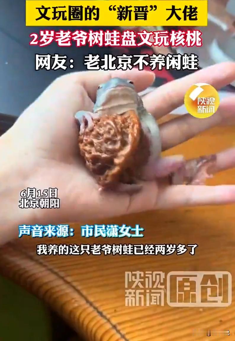 万万没想到！北京，一女生家养两岁老爷树蛙，夜夜闹腾不睡，可让她没想到的是，一次意