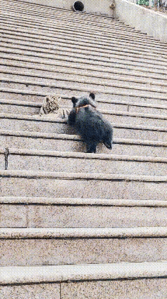 这两个小家伙都不知道，他们以后会很猛。