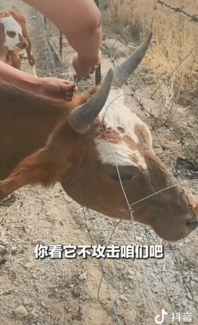 新疆阿勒泰，公路边，一头母牛头伸进铁丝网吃草，被死死卡住。小牛守在旁边，一声声哀