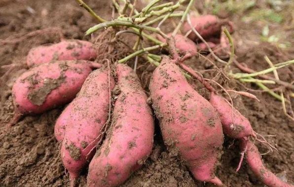 公元1593年，菲律宾红薯高产，并明文规定红薯不准出口，偷渡者会被处死。但那年，