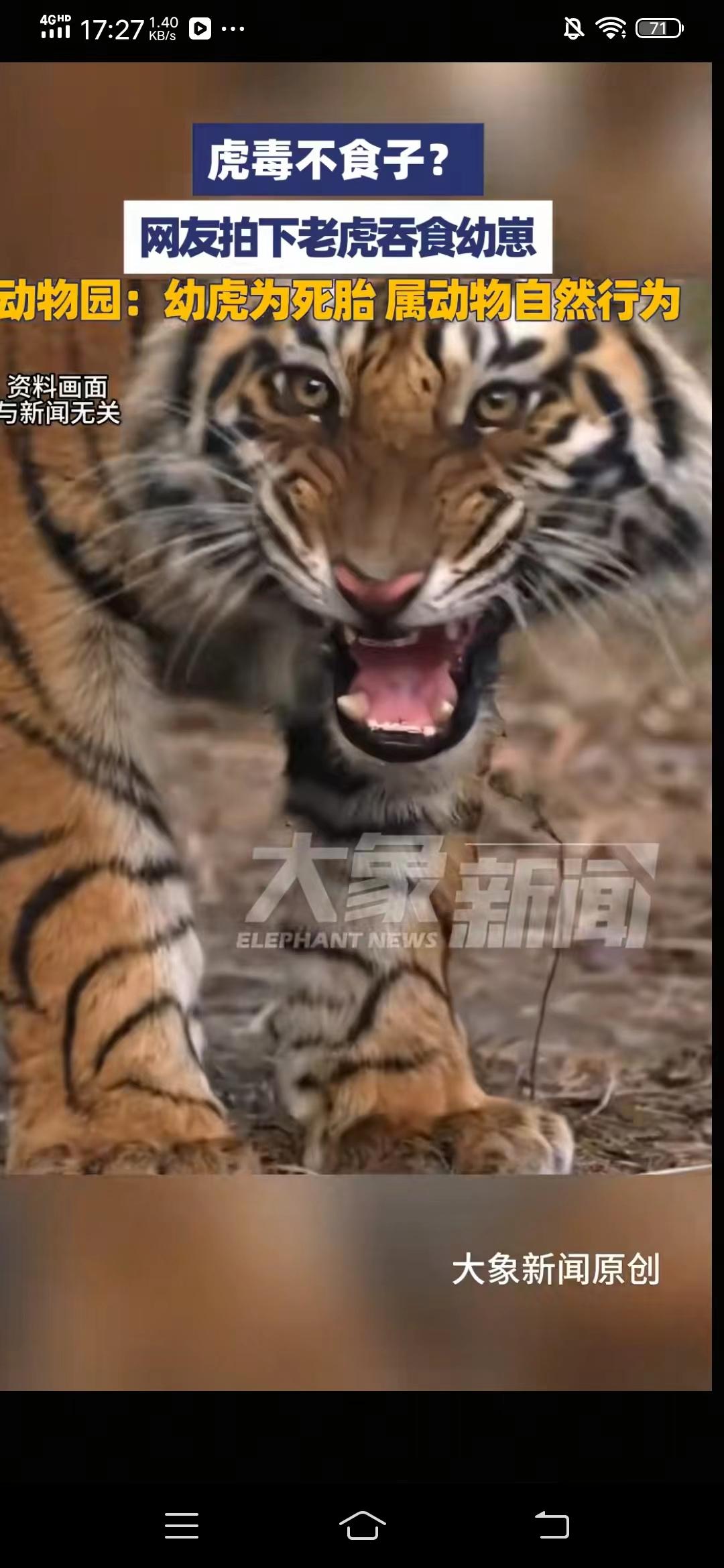 寥廓公园老虎吃崽9月24日下午，云南曲靖寥廊公园一只母老虎产下一只虎崽，小虎崽
