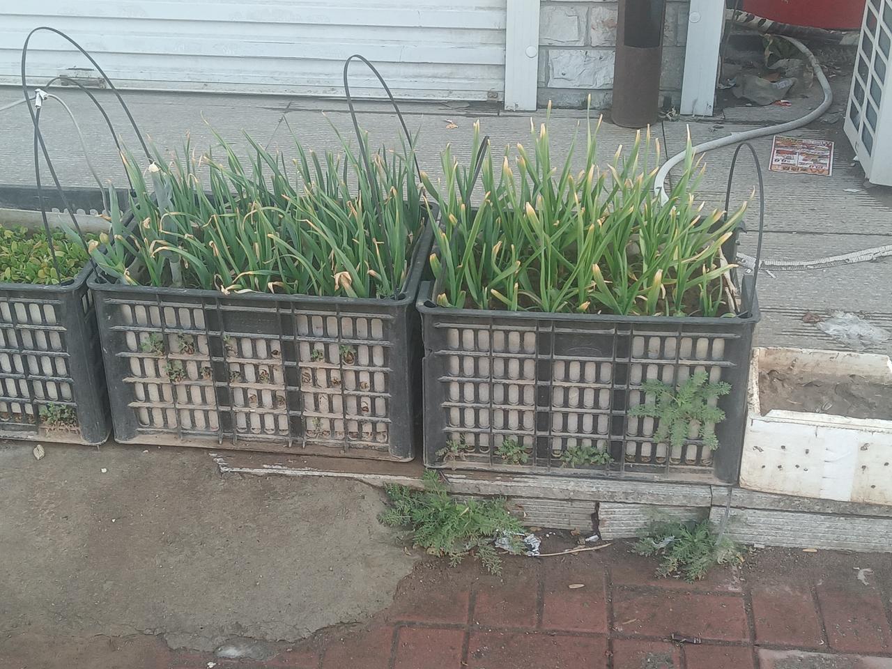 祝愿他三个月后收获满满！腌一大缸子糖蒜！！！