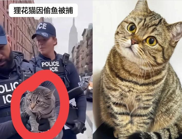 狸花猫出国后的故事！你家的宠物有改不了的老习惯吗？在美国的一只中华狸花猫，