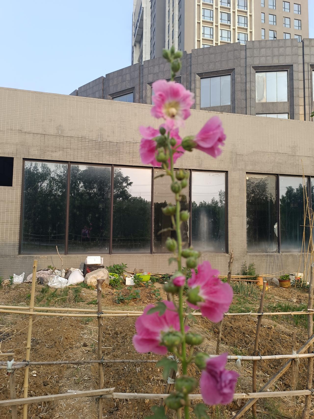 大伯去世了，小儿子终于解脱了大伯今年95岁，上个月去世了，大伯一生养育了7个