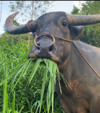 为什么牛只吃草却能长出一身肌肉？原因其实很简单，人类只吃蔬菜会营养不良，而牛只吃